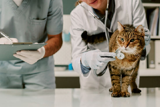 Especialidad Mascotas